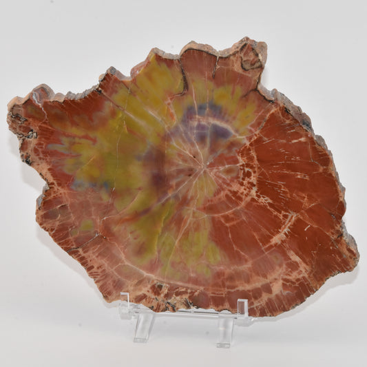 Petrified Wood Slice