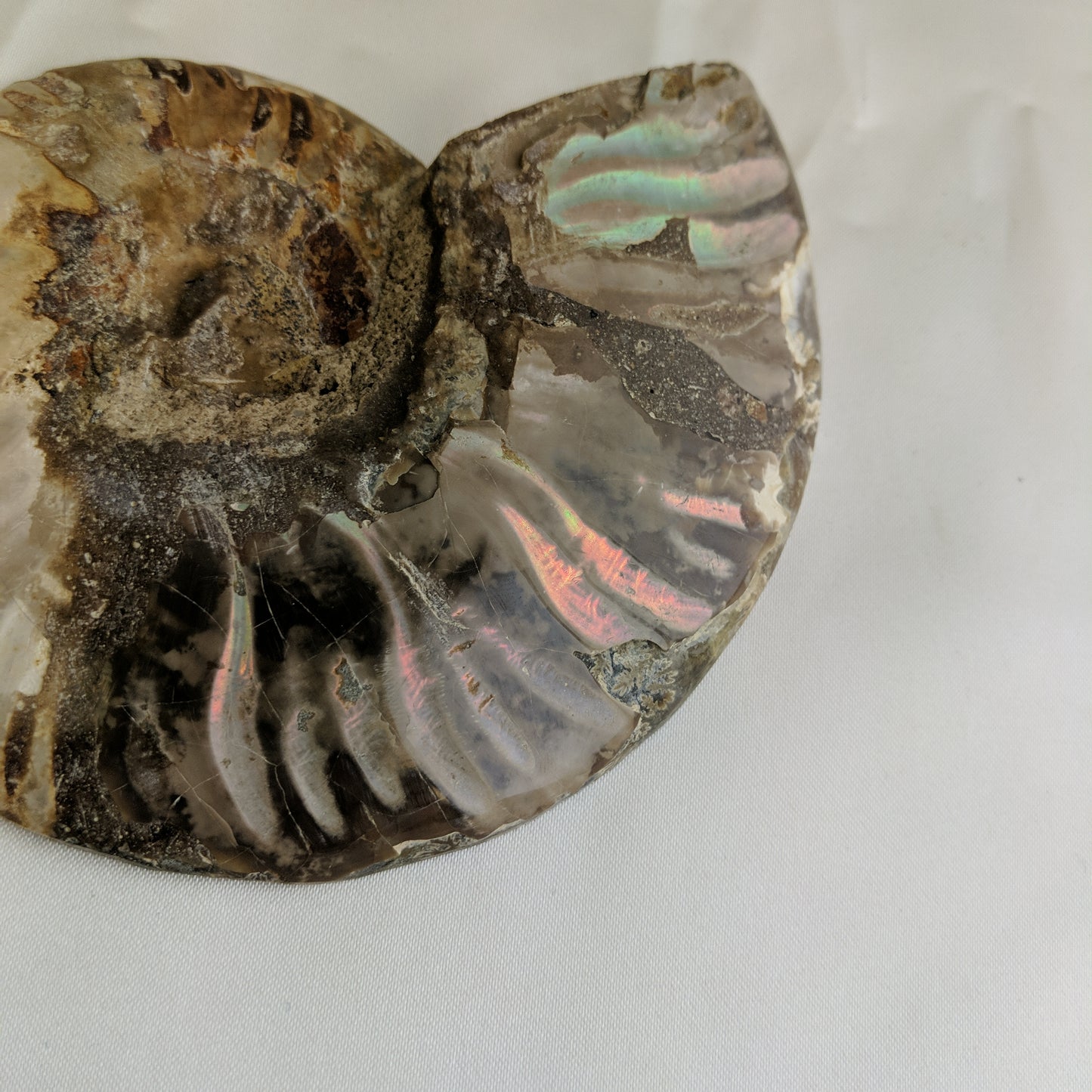 Ammonite Slice