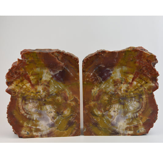 Arizona Petrified Wood Bookends