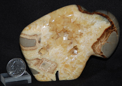 Septarian Nodule Buffalo Carving