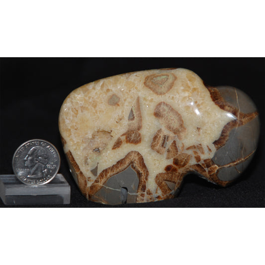 Septarian Nodule Buffalo