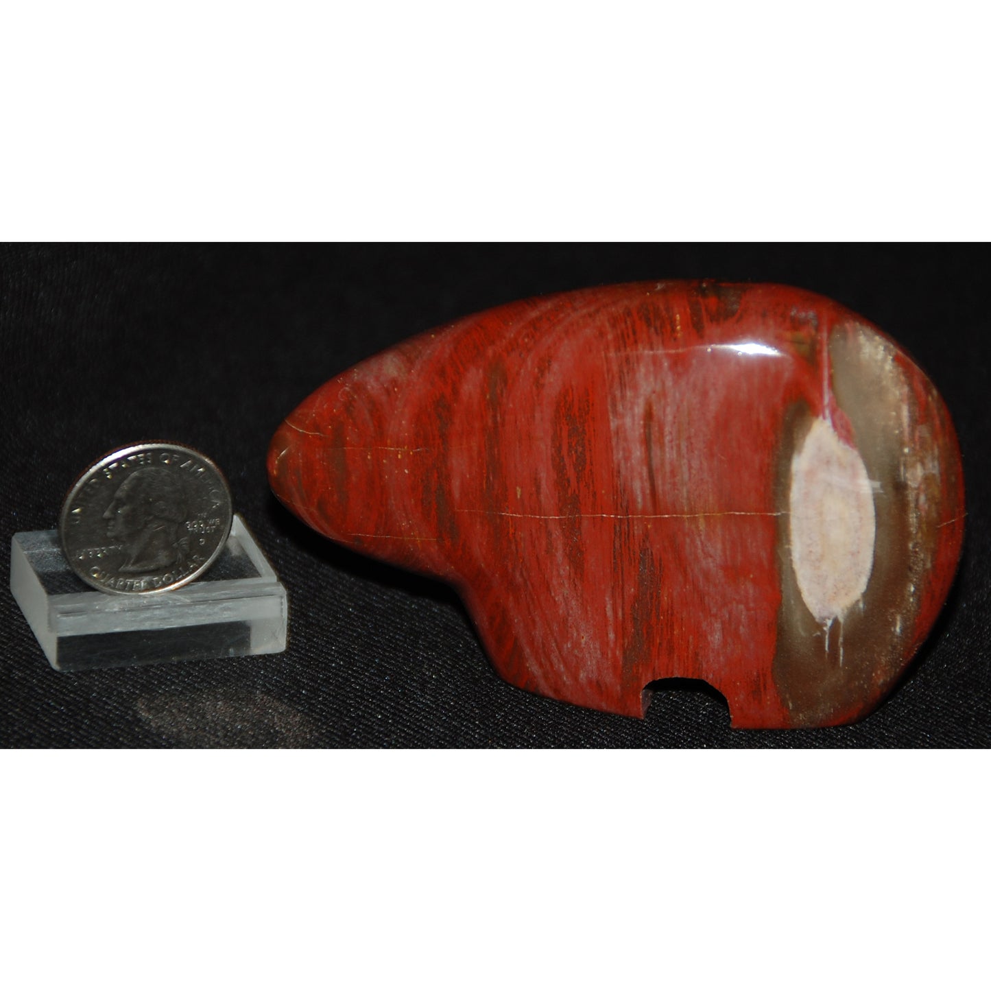 Petrified Wood Bear