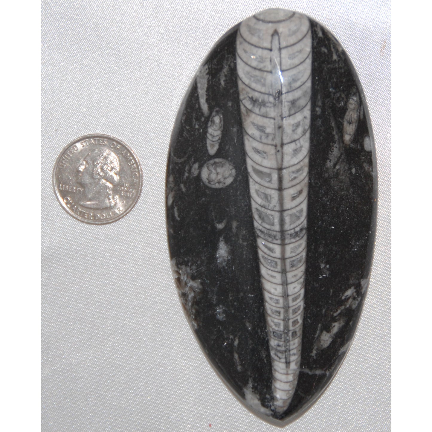Orthoceras Teardrop