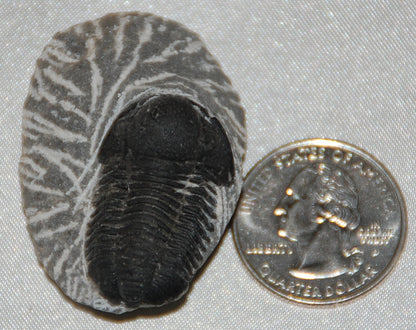 Trilobite Fossil on Matrix