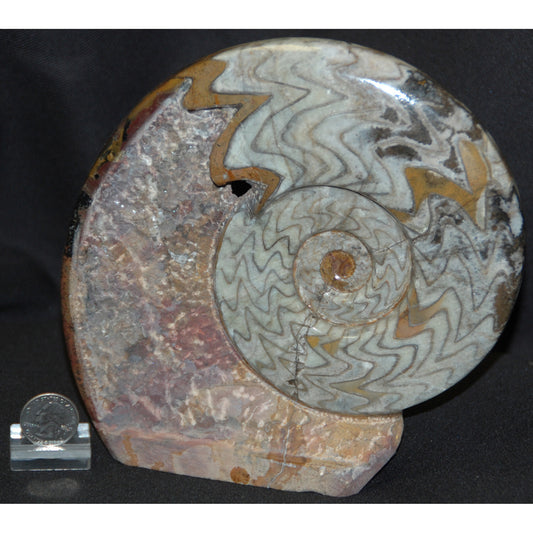 Ammonite Goniatite Standup
