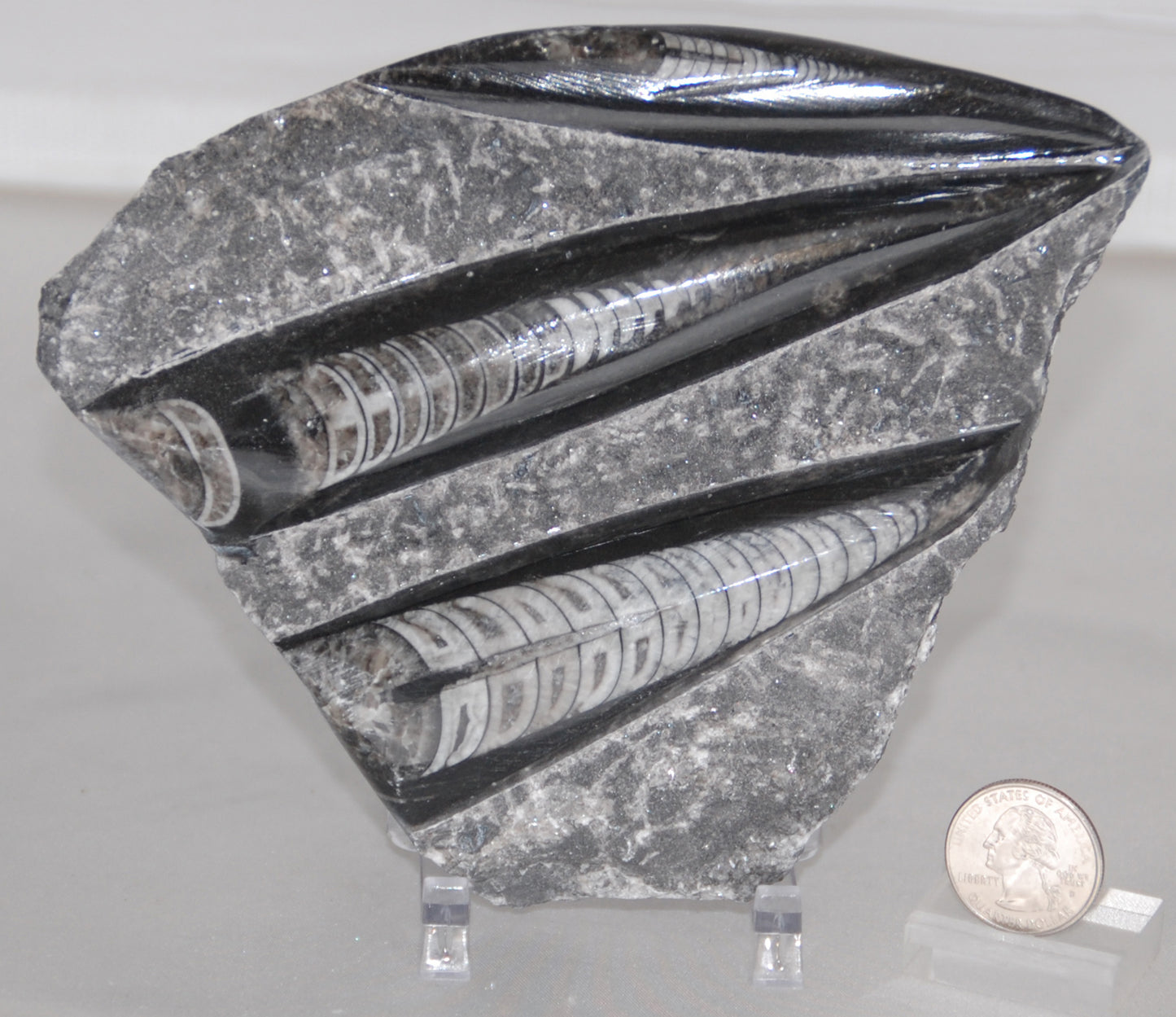 Orthoceras Plaque