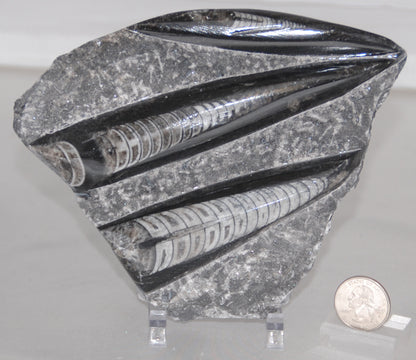 Orthoceras Plaque