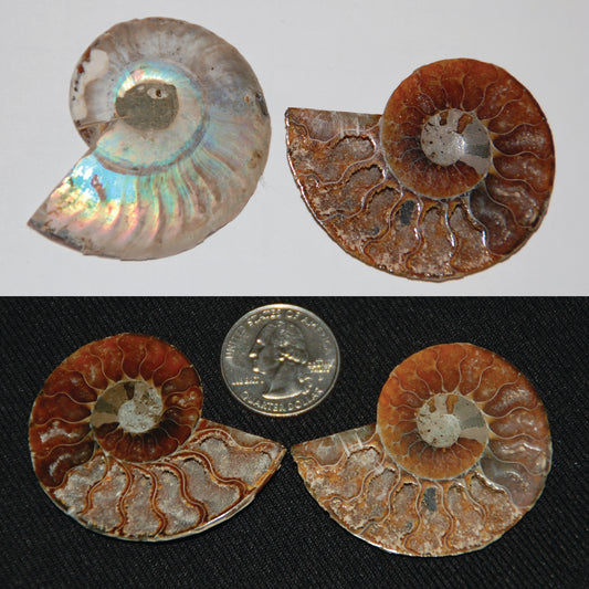 Ammonite Pair