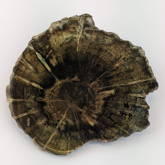 Petrified Wood Stump Slice