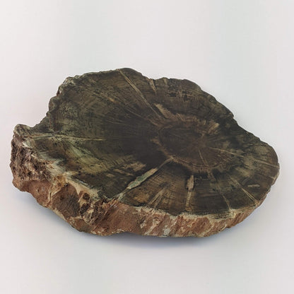 Petrified Wood Stump Slice