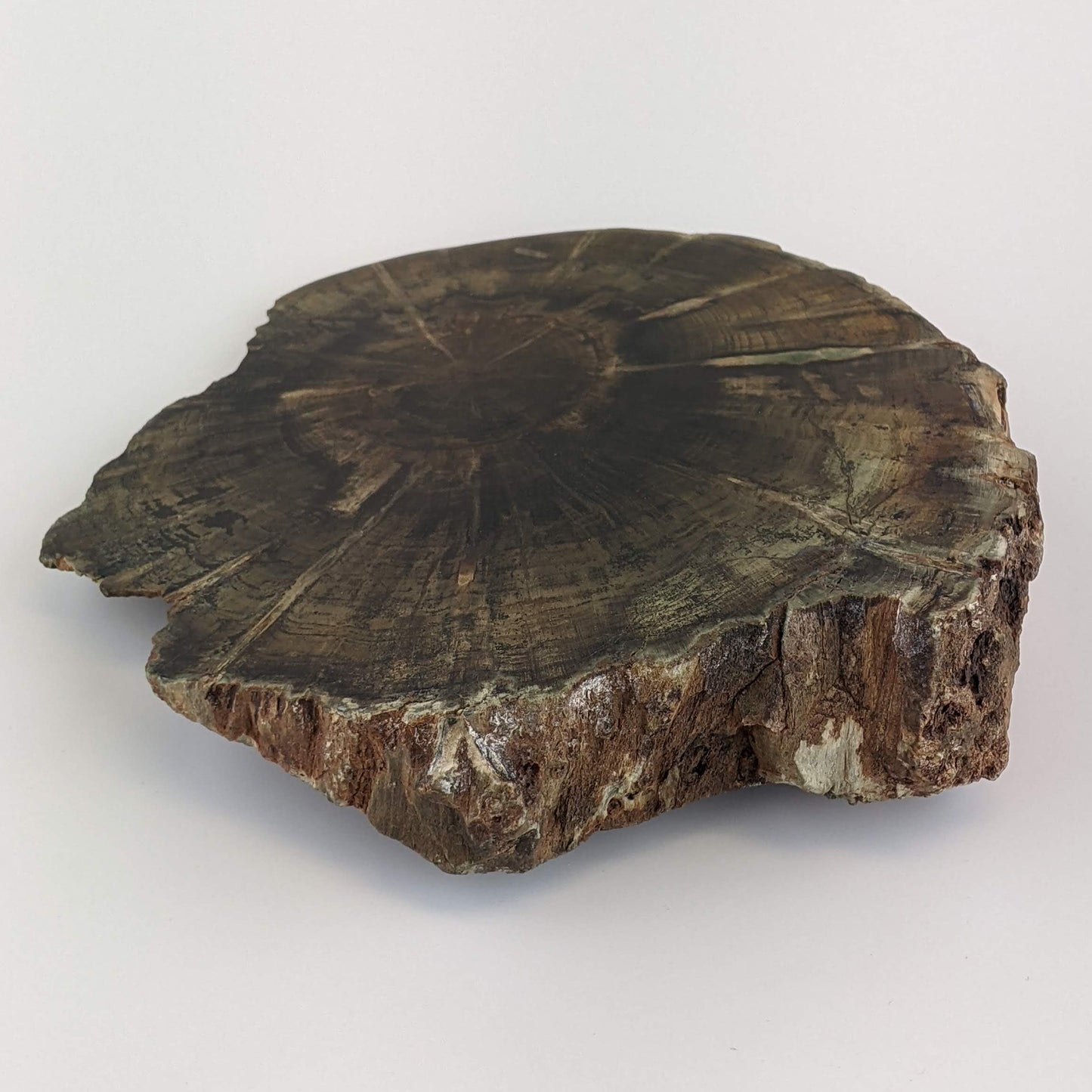 Petrified Wood Stump Slice