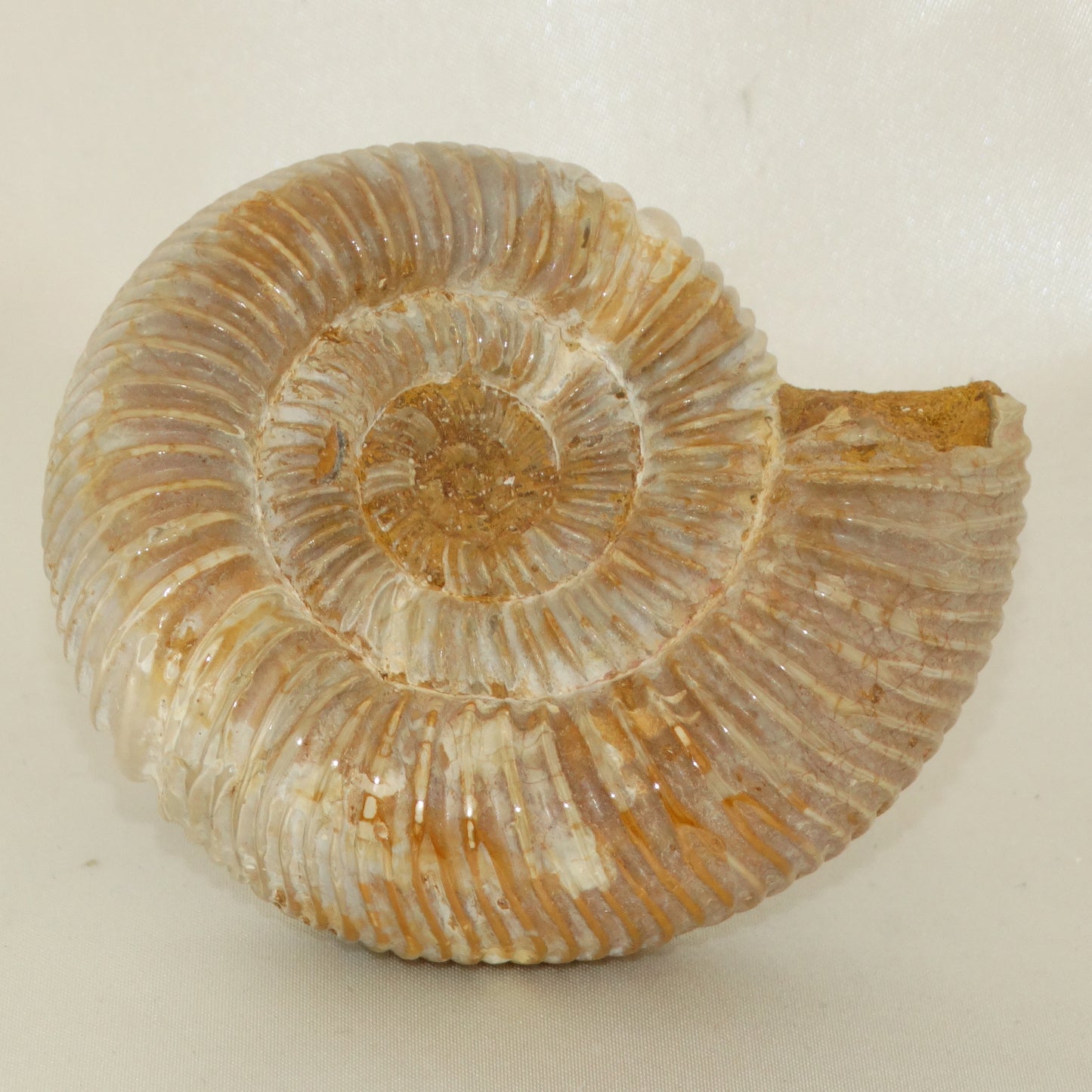 Perisphinctes Ammonite