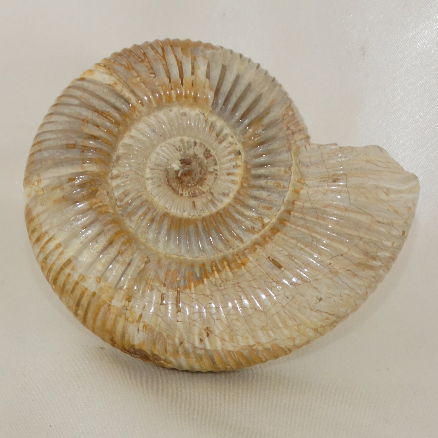 Perisphinctes Ammonite