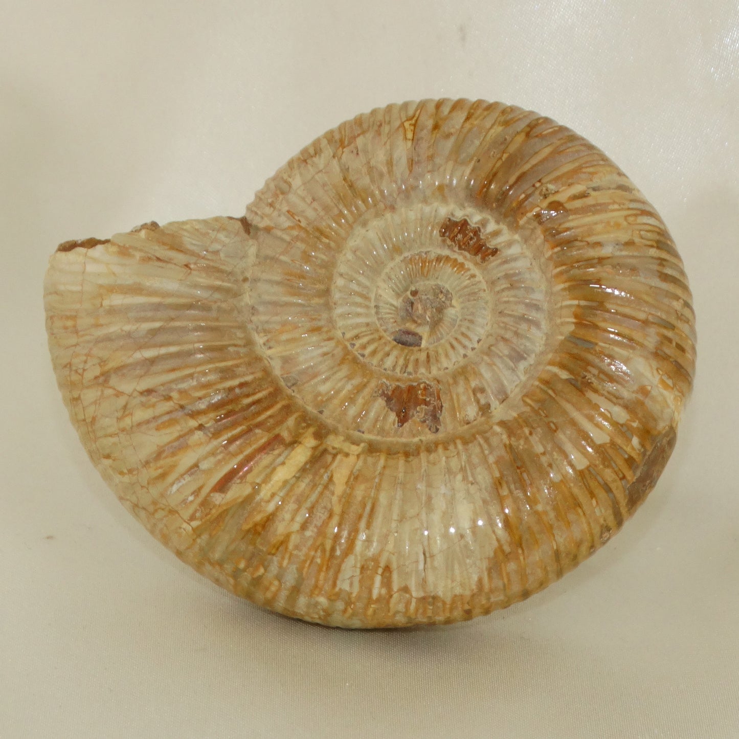 Perisphinctes Ammonite