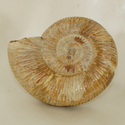 Perisphinctes Ammonite