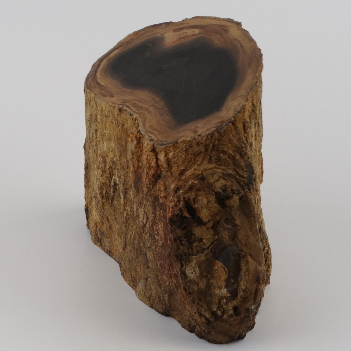 Petrified Wood Stump