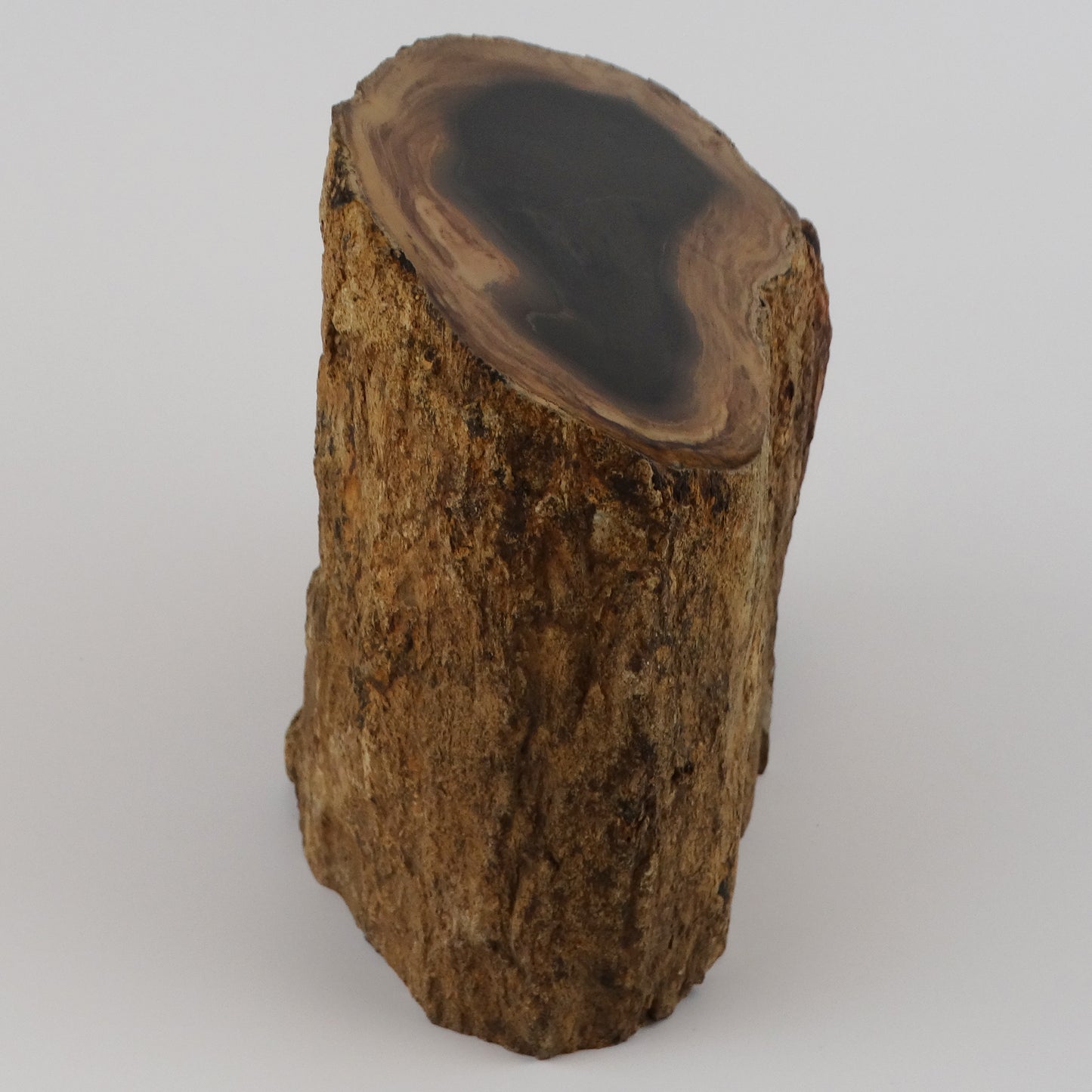 Petrified Wood Stump