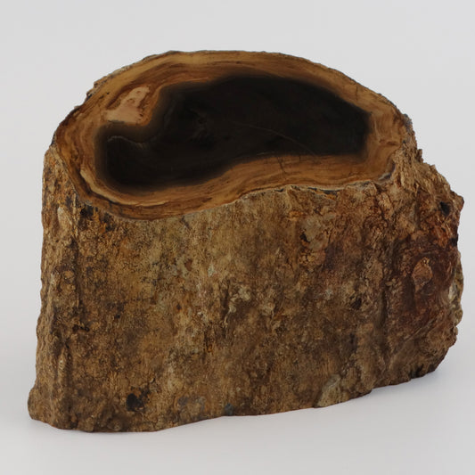 Petrified Wood Stump