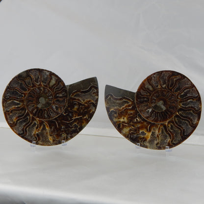 Ammonite Pair