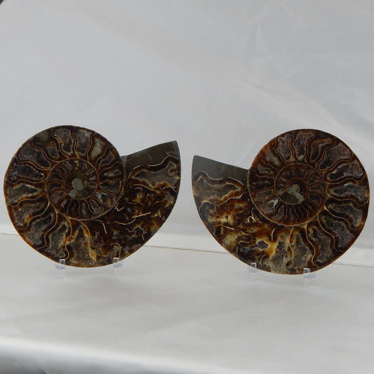 Ammonite Pair
