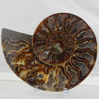Ammonite Pair