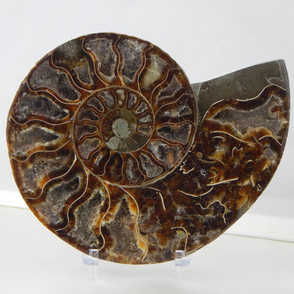 Ammonite Pair