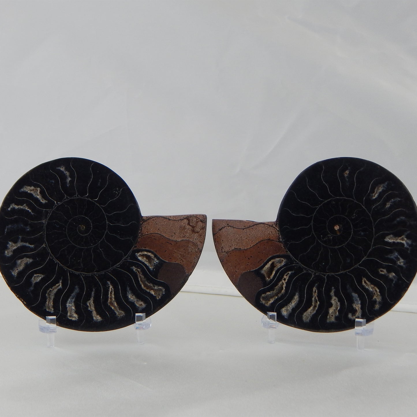Ammonite Pair