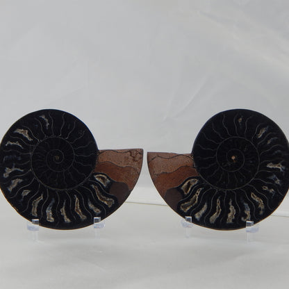 Ammonite Pair