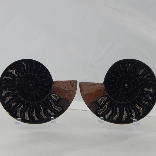 Ammonite Pair