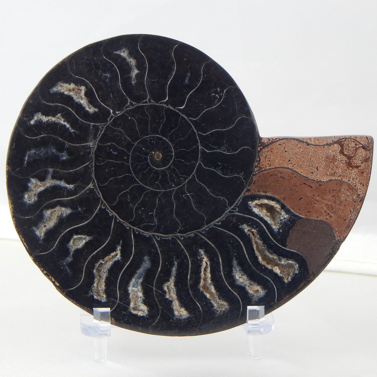 Ammonite Pair