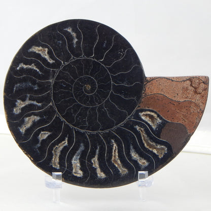 Ammonite Pair