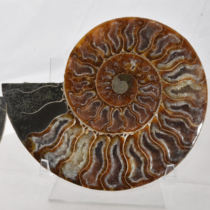 Ammonite Pair