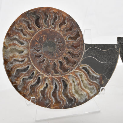 Ammonite Pair