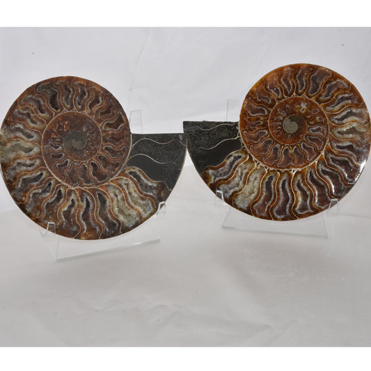 Ammonite Pair