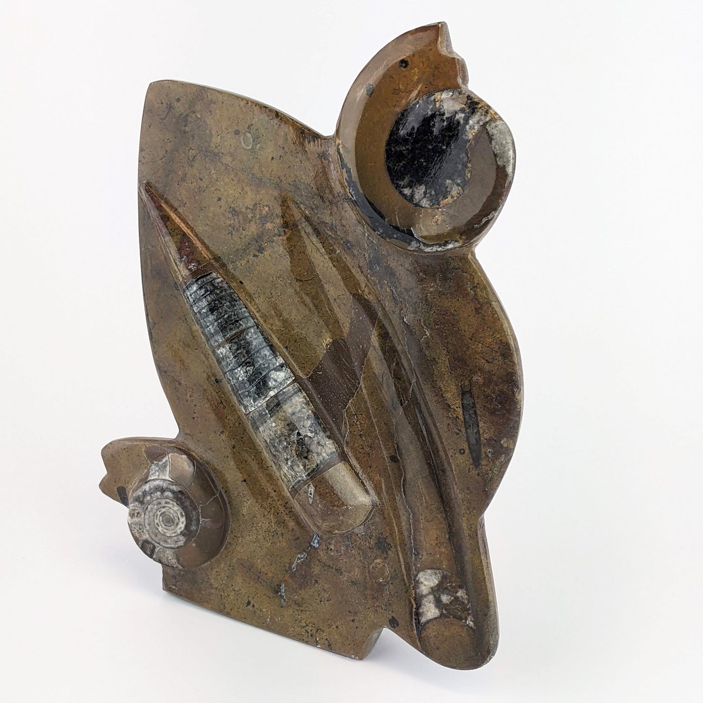Ammonite & Orthoceras Plaque