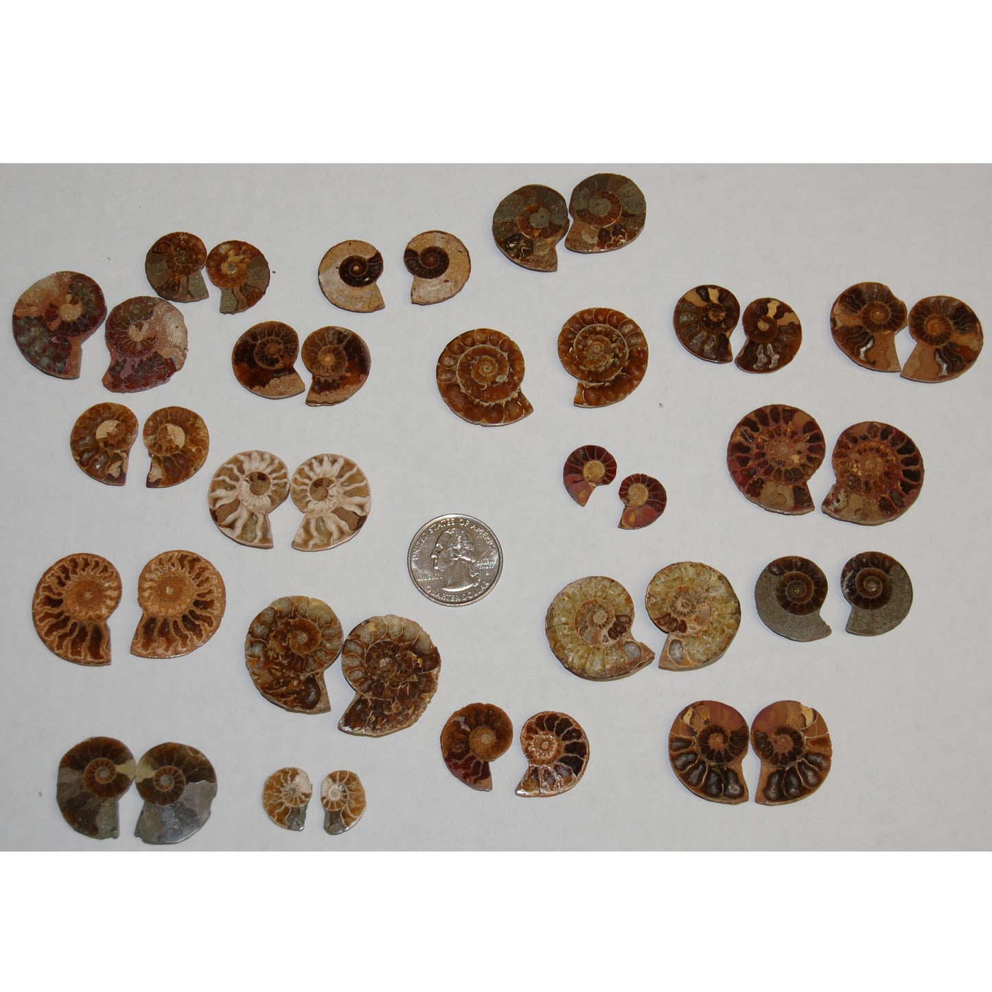 Ammonite Pairs