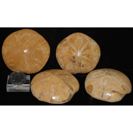 Sand Dollar Fossil