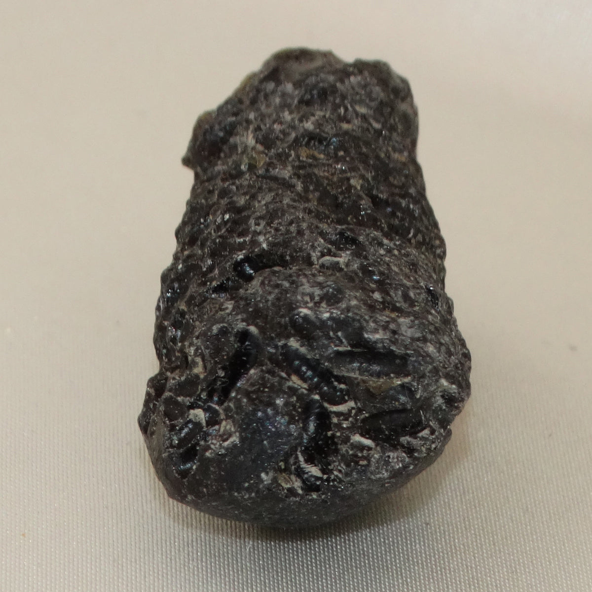 Tektite Ree Pattern Tektite Specimen – The Crystal Cache