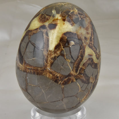 Septarian Nodule Geode Egg