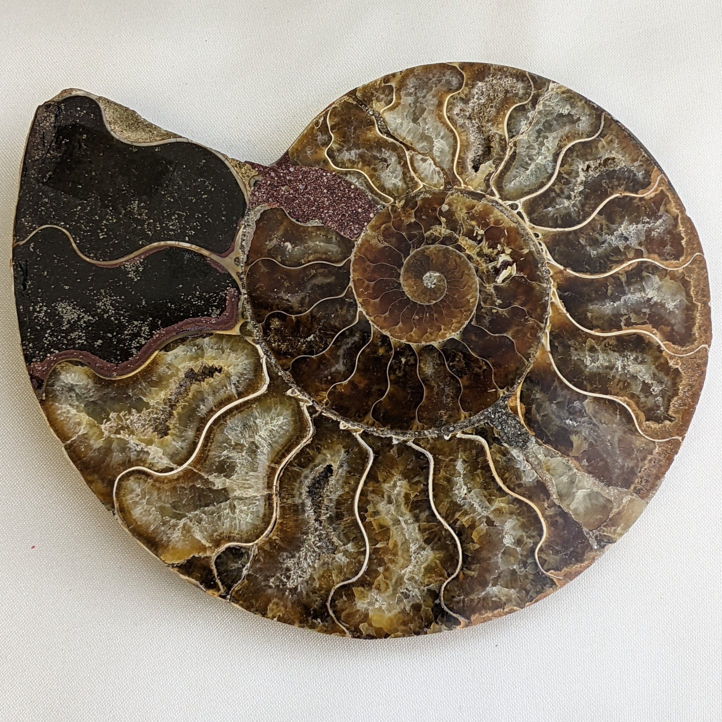 Ammonite Slice