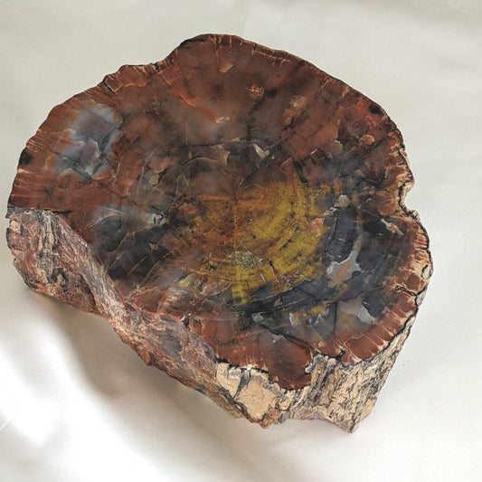 Petrified Wood Log