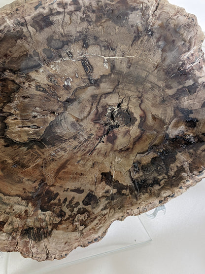 Petrified Wood Slice