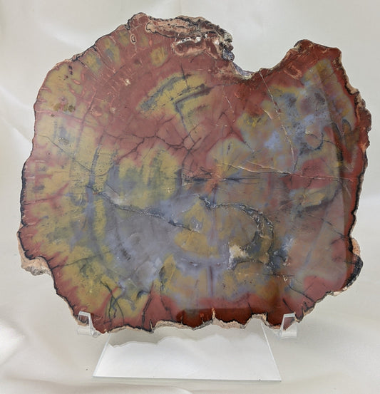 Petrified Wood Slice