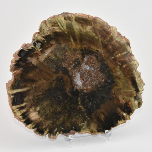 Petrified Wood Slice