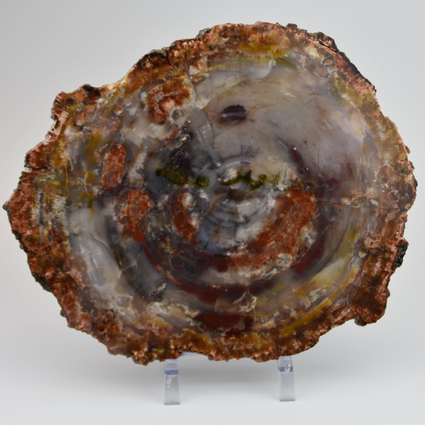 Petrified Wood Slice