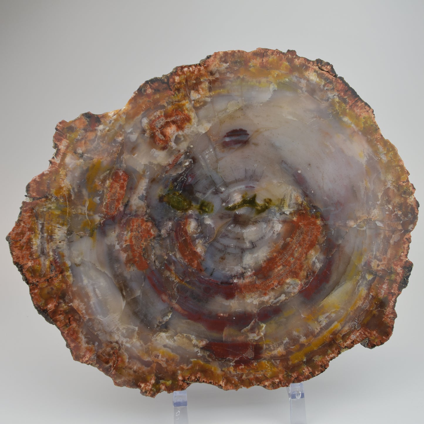 Petrified Wood Slice