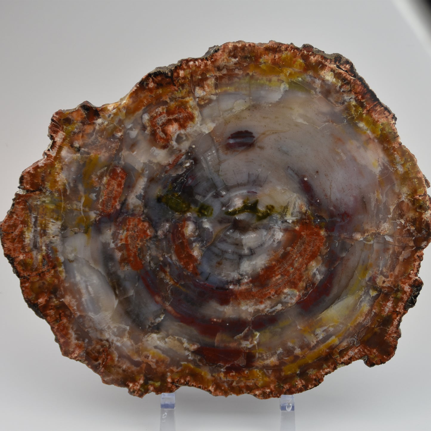 Petrified Wood Slice