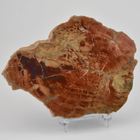 Petrified Wood Slice