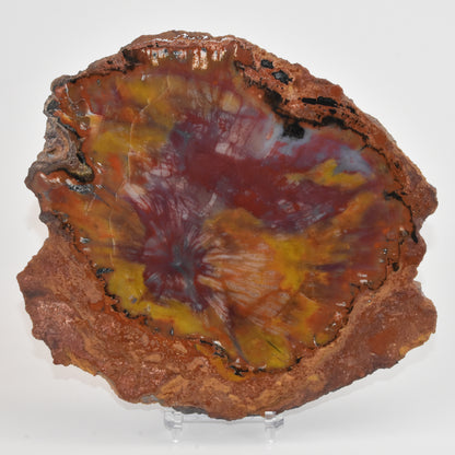 Petrified Wood Slice
