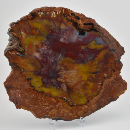 Petrified Wood Slice